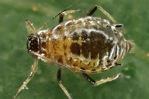 Brachycaudus prunicola on Prunus cerasifera