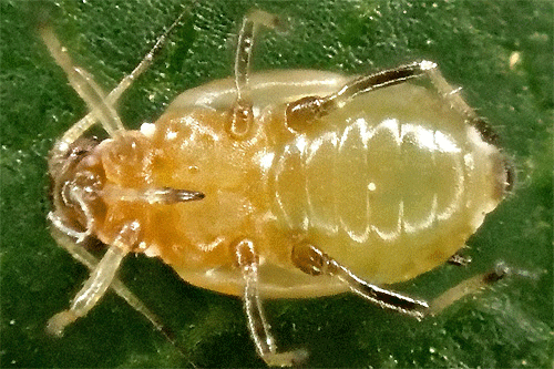 Brachycaudus prunicola on Prunus cerasifera