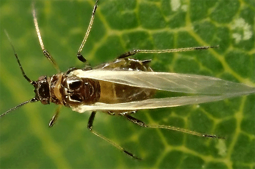 Brachycaudus prunicola on Prunus cerasifera