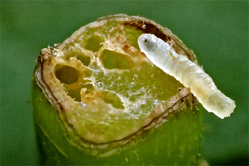 Pegomya rubivora on Rubus spec.