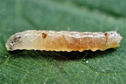 Pegomya rubivora on Rubus spec.
