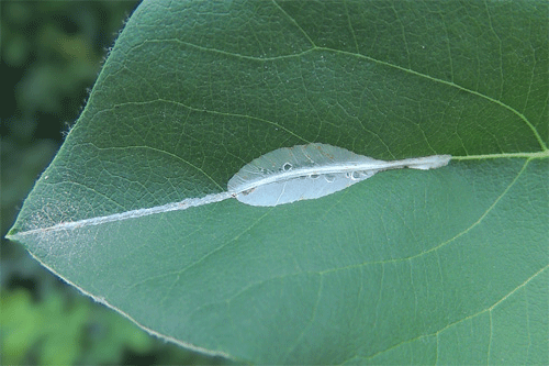 Phyllonorycter corylifoliella on Cydonia oblonga