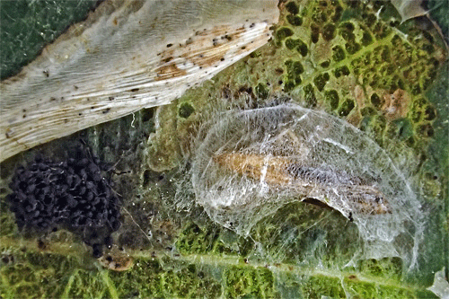 Phyllonorycter corylifoliella on Cydonia oblonga
