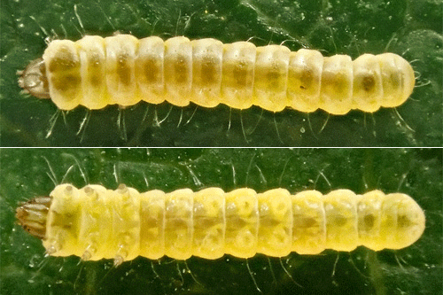Phyllonorycter corylifoliella on Cydonia oblonga