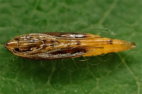 Phyllonorycter corylifoliella on Cydonia oblonga