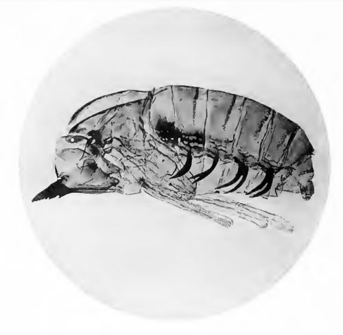 Thrypticus smaragdinus  pupa on Phragmites 