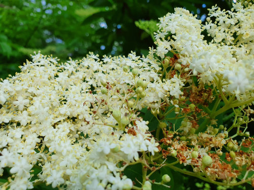 Placochela nigripes on Sambucus nigra