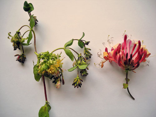 Hyadaphis foeniculi on Lonicera spec.