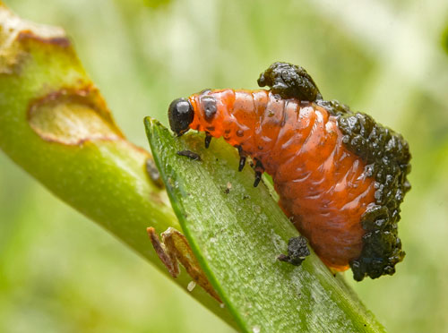 Lilioceris lilii larva