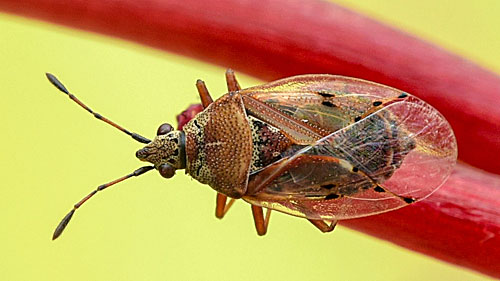 Kleidocerys resedae