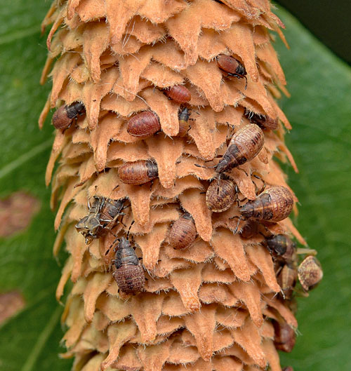 Kleidocerys resedae larvae