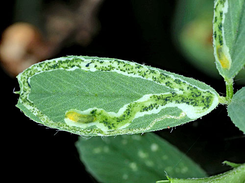 Agromyza frontella on Medicago sativa