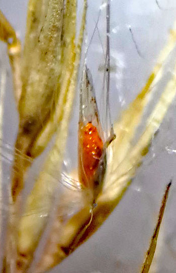 Stenodiplosis calamagrostidis on Calamagrostis epigeios