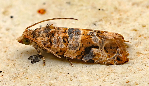 Lobesia botrana