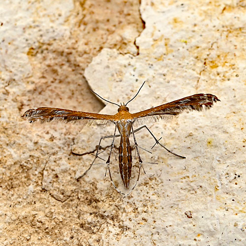 Stangeia siceliota