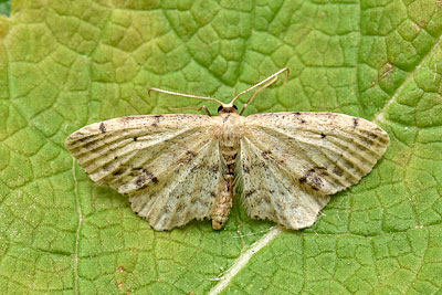 Idaea dimidiata