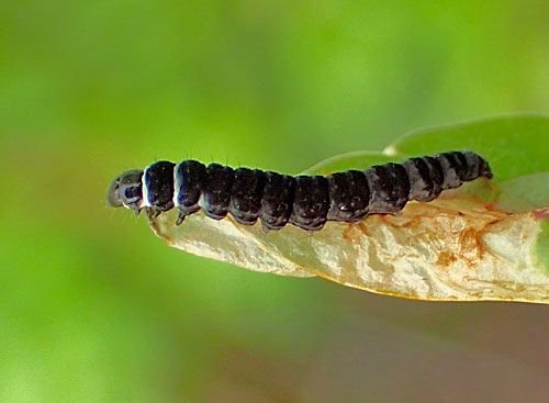 Orophia ferrugella on Campanula persicifolia