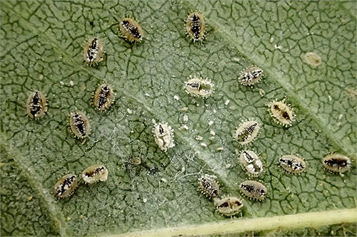 Siphoninus phillyreae on Fraxinus excelsior