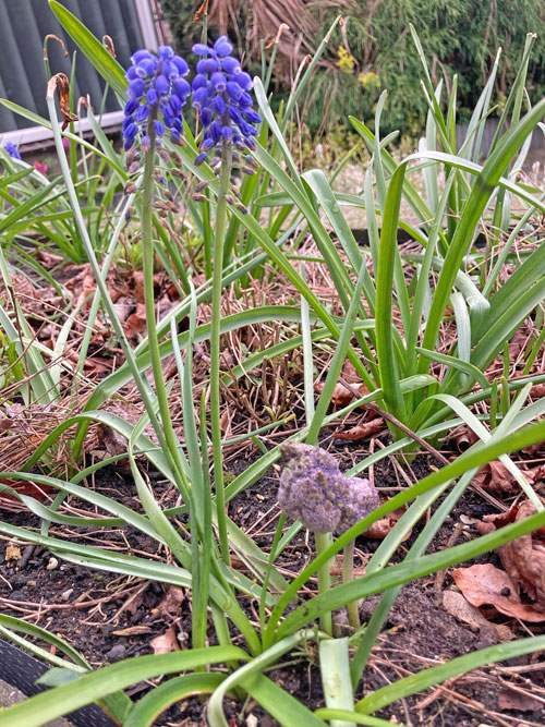 Ditylenchus dipsaci on Muscari armeniacum