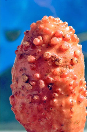 Meloidogyne fallax on Solanum tuberosum