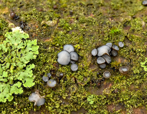 Encoelia fuckelii teleomorph