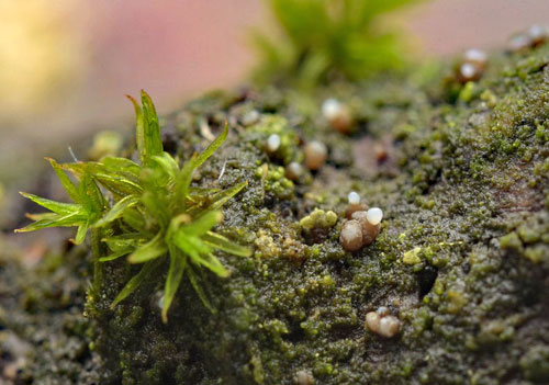 Encoelia fuckelii anamorph