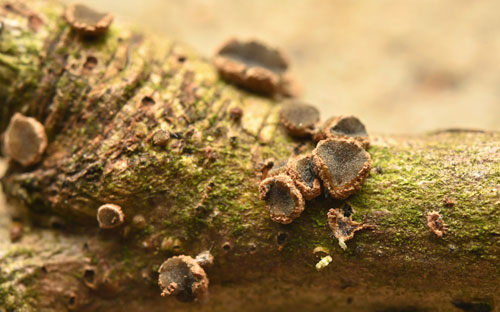 Velutarina rufoolivacea