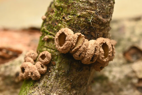 Velutarina rufoolivacea