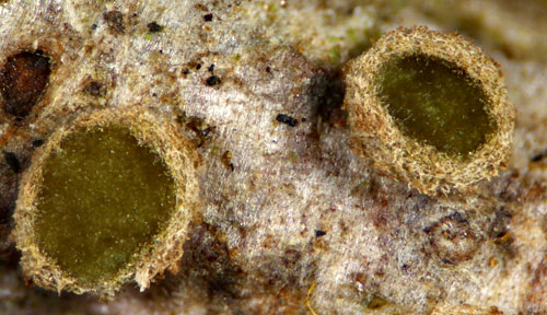 Velutarina rufoolivacea