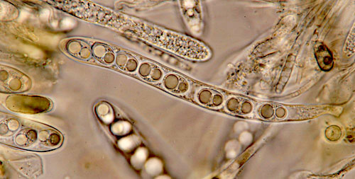Velutarina rufoolivacea