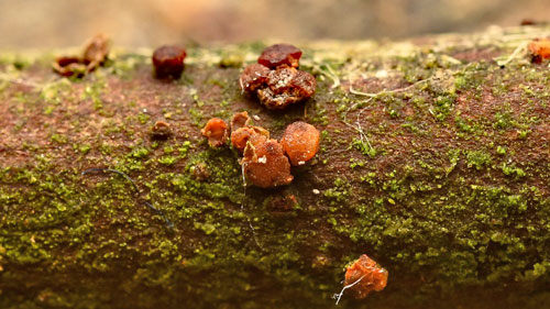 Pezicula sepium