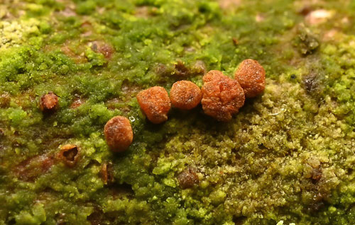 Pezicula sepium