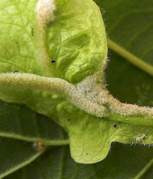 Eriophyes exilis