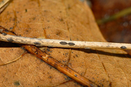 Lophodermium pinastri on Pinus sylvestris