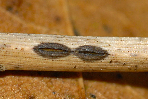 Lophodermium pinastri on Pinus sylvestris