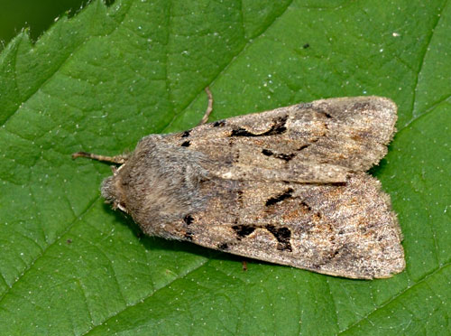 Orthosia gothica
