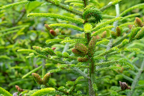 Pineus orientalis on Picea orientalis