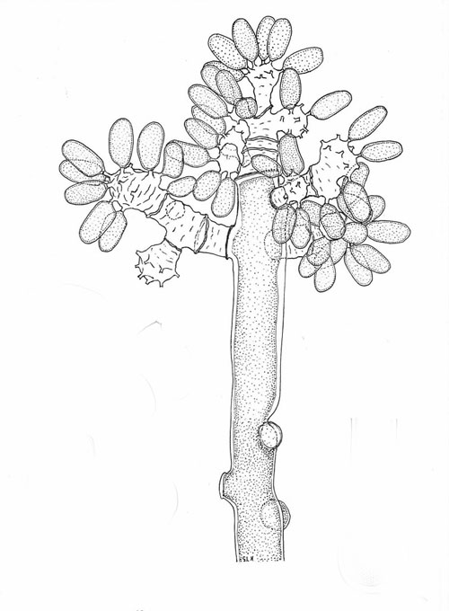 Botryotinia ficariarum anamorph