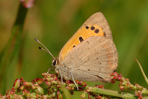 Lycaena phlaeas