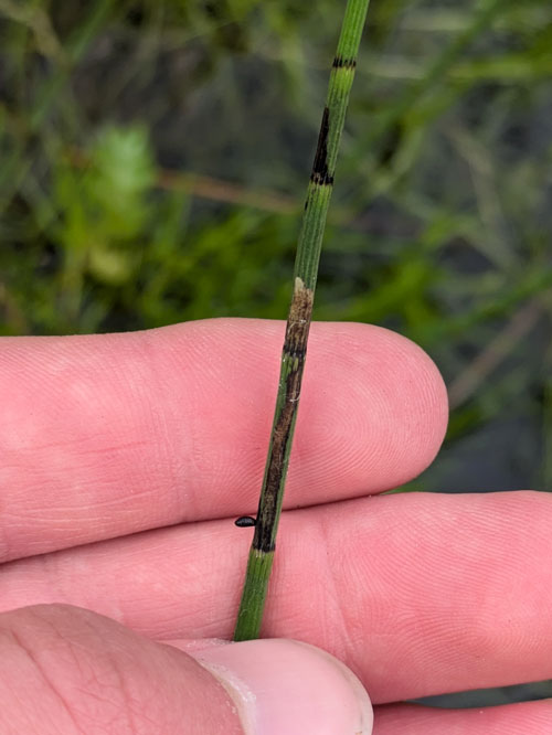Liriomyza cf. virgo on Equisetum fluviatile