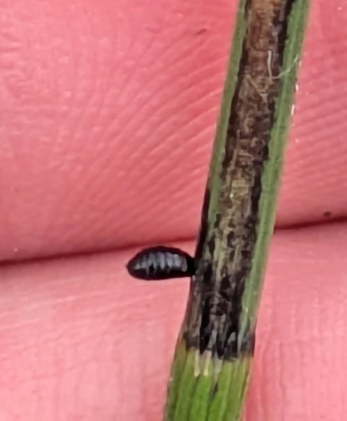 Liriomyza cf. virgo on Equisetum fluviatile