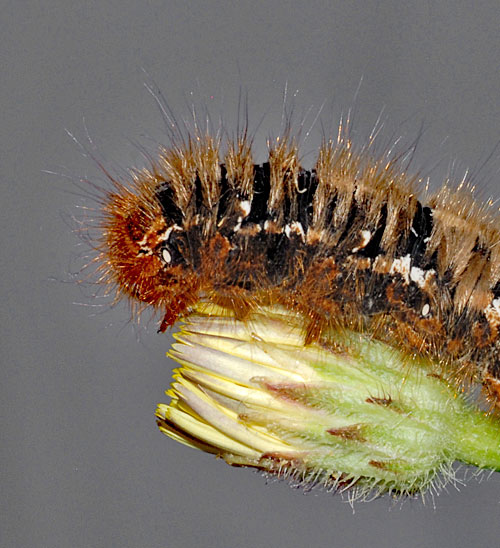 Lasiocampa quercus