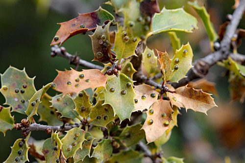 Asterodiaspis ilicicola on Quercus coccifera
