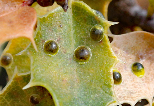 Asterodiaspis ilicicola on Quercus coccifera