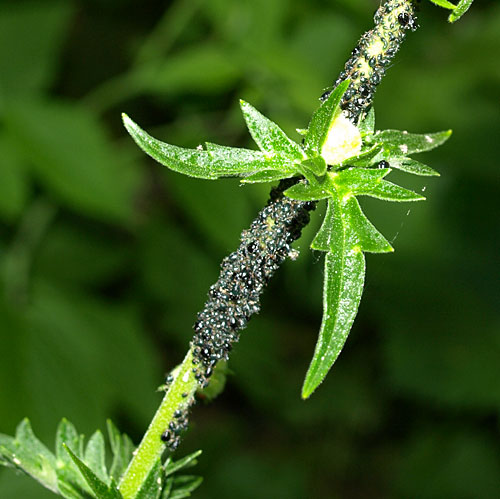 Brachycaudus aconiti on Aconitum napellus