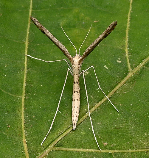 Agdistis bennetii