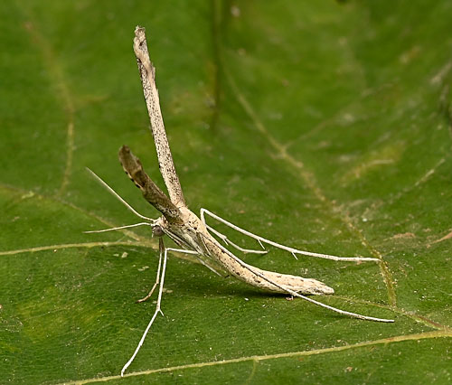 Agdistis bennetii