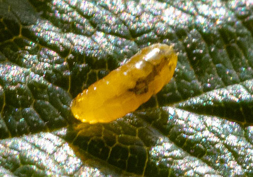 Agromyza filipendulae larva