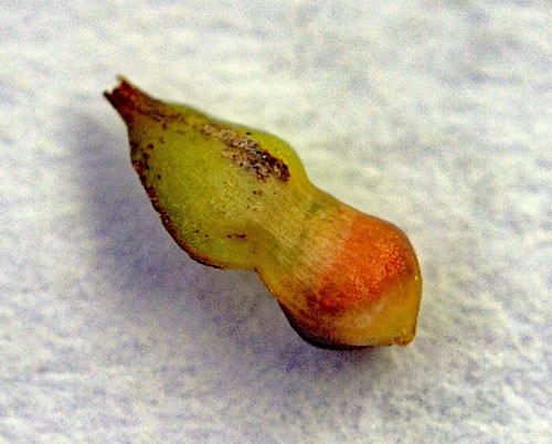 Dasineura koesterbecki on Carex acutiformis
