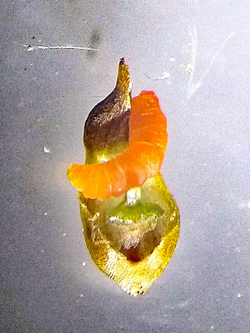 Dasineura koesterbecki on Carex acutiformis